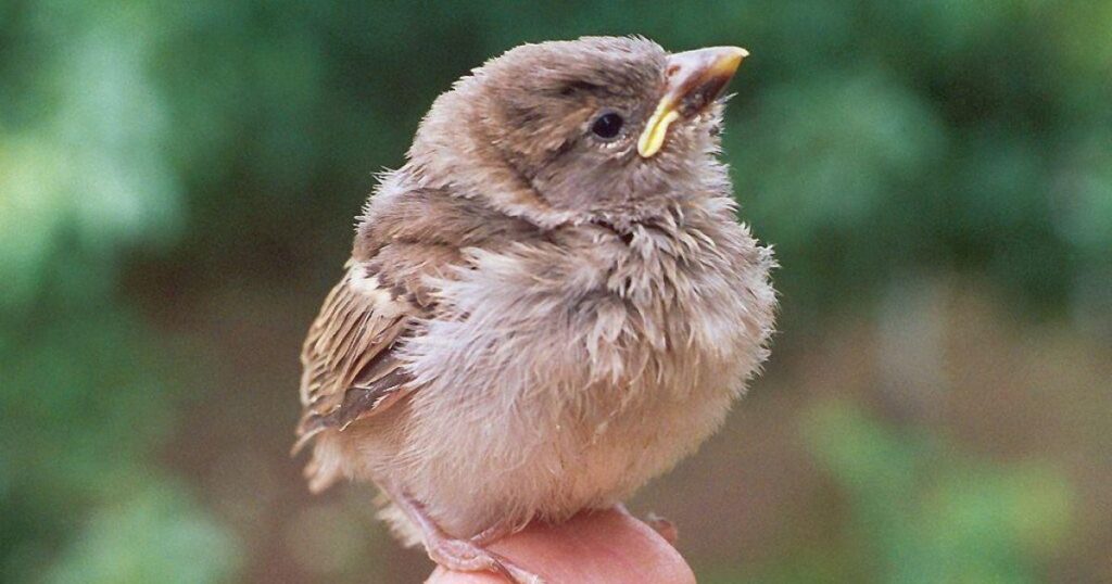 Fledgling