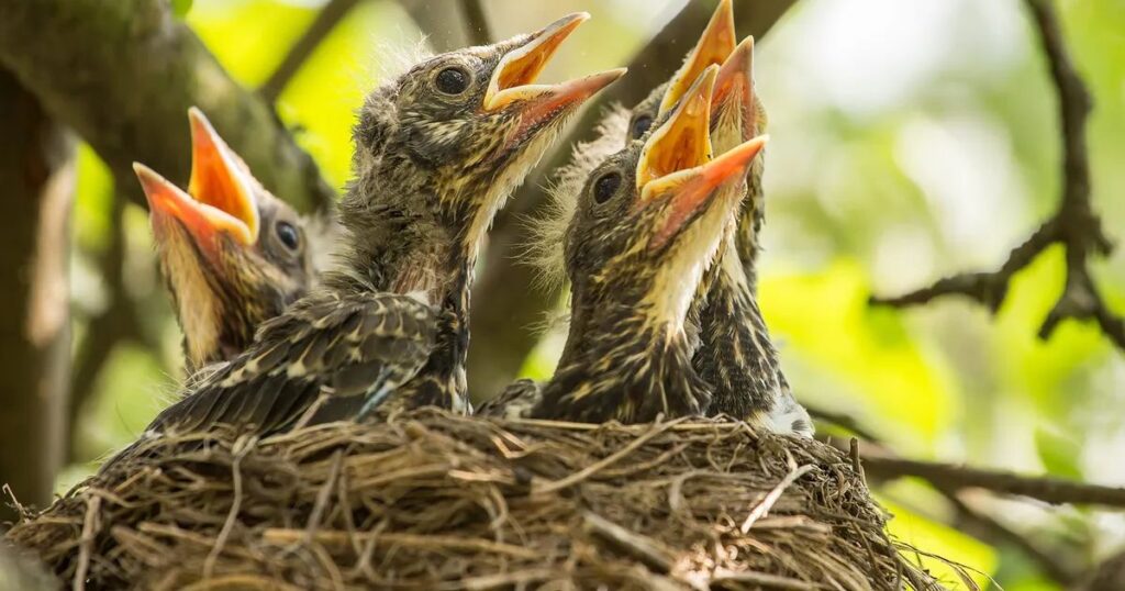 Fun Facts About Baby Birds