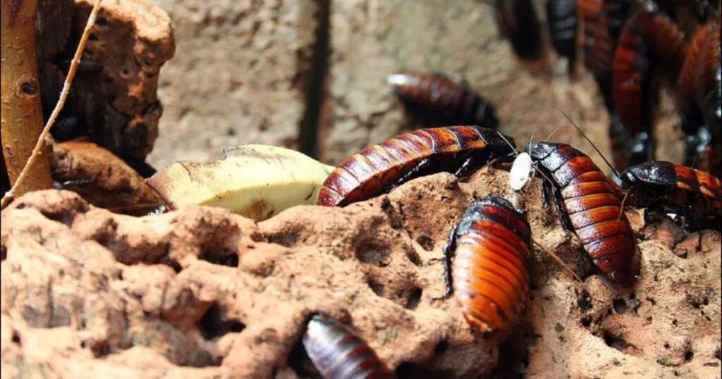 cockroach nest