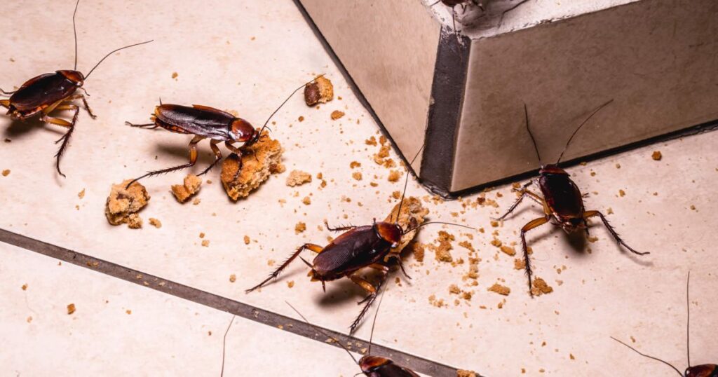 cockroach in furniture