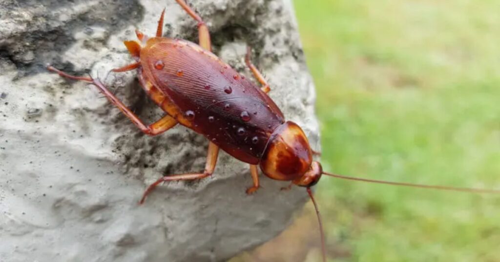 cockroach in yard