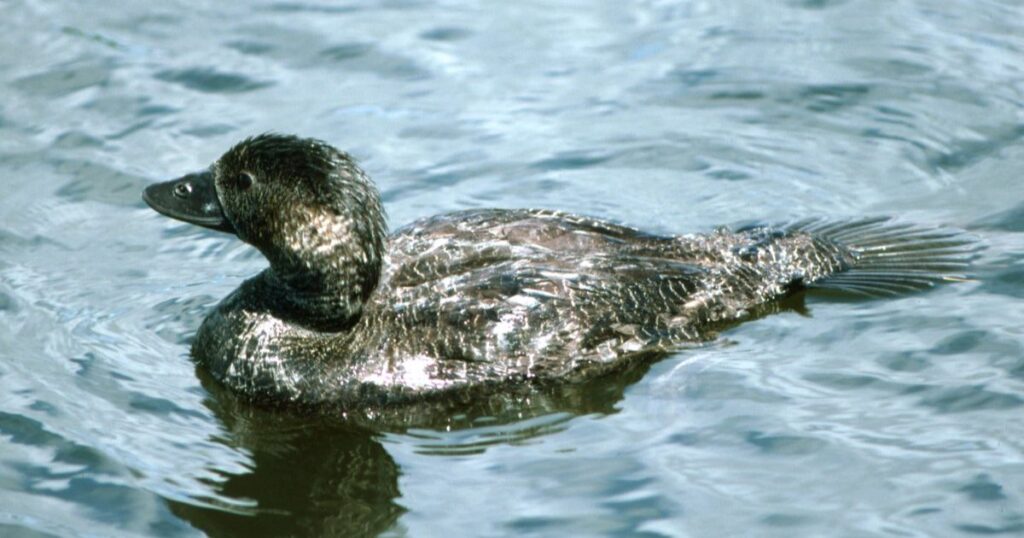 Ducks Go Underwater