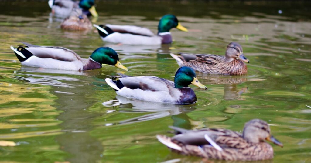 Ducks Swim