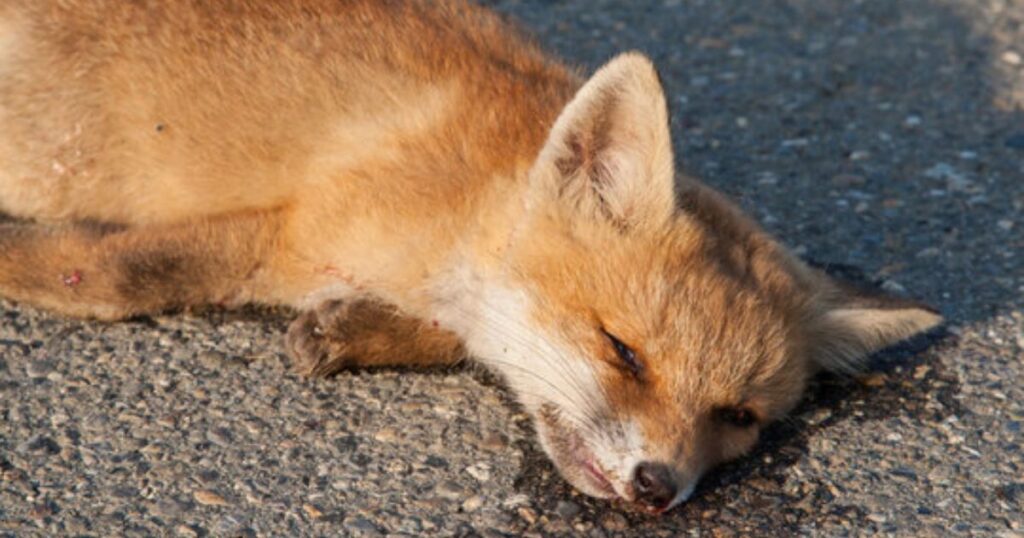 Dead Fox