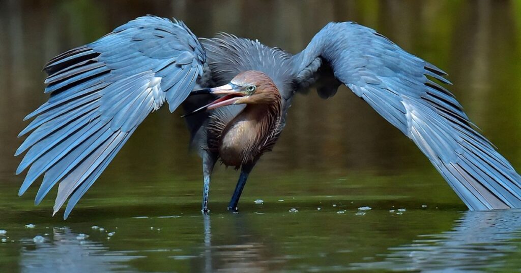 Heron Spirit