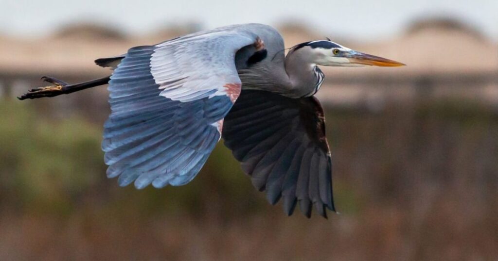 Heron Power