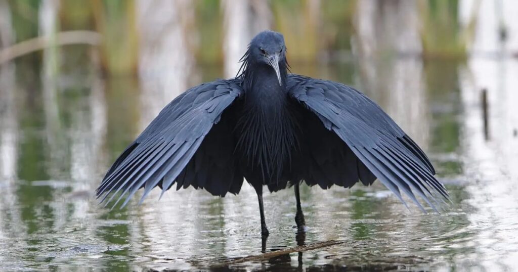 Heron African