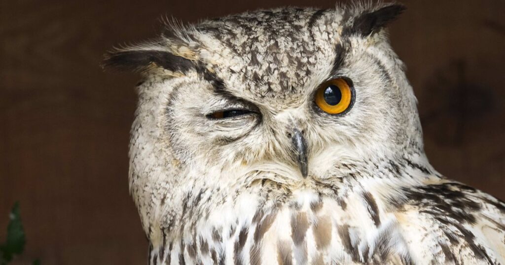 Owl Spirit Animal Meaning and Symbolism: A Guide to Wisdom and Intuition
