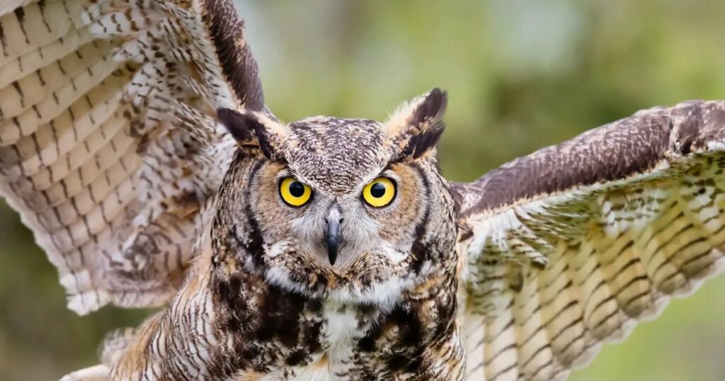 Owl in Native American Tradition