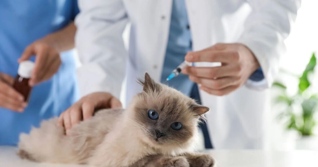 ragdolls cat vaccination