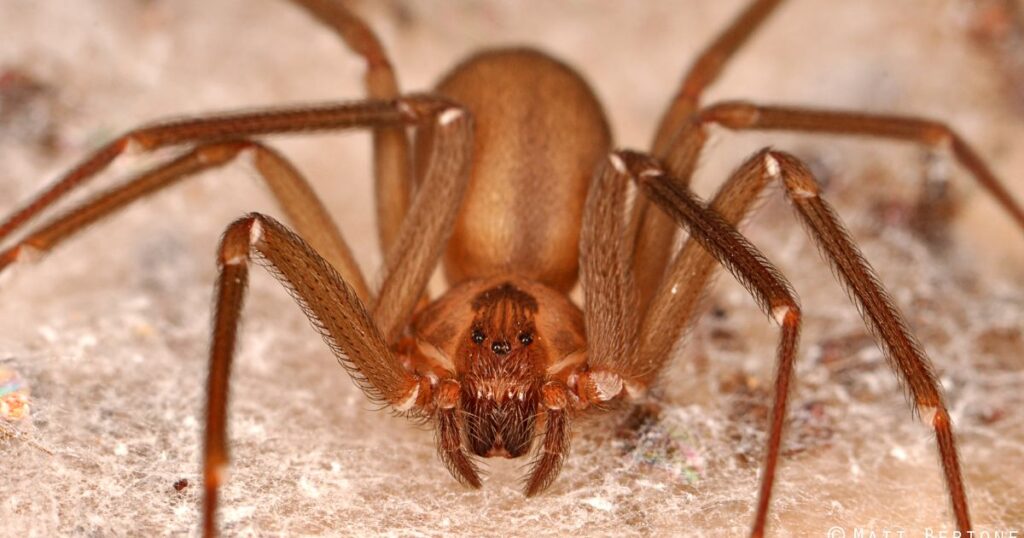 Brown spider