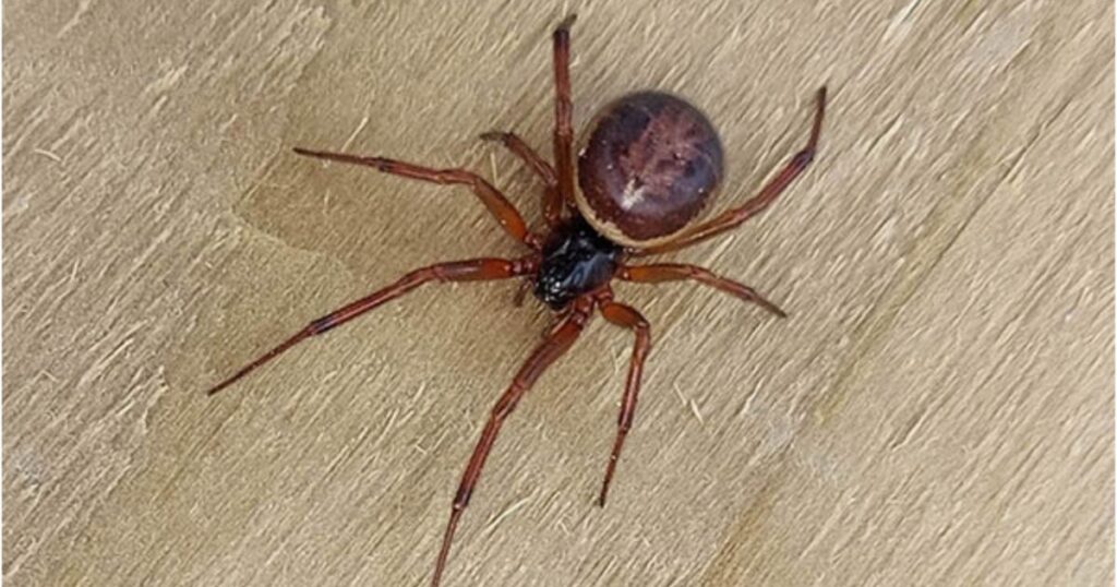 False black widow