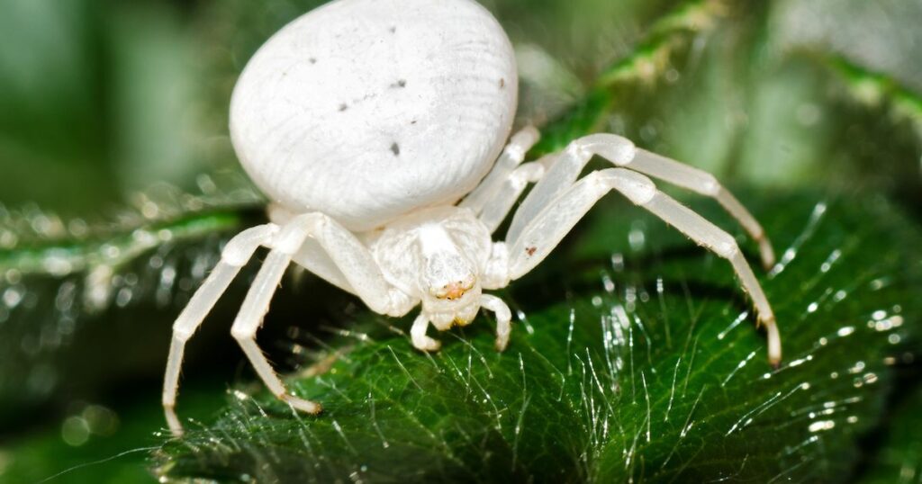 crab spider