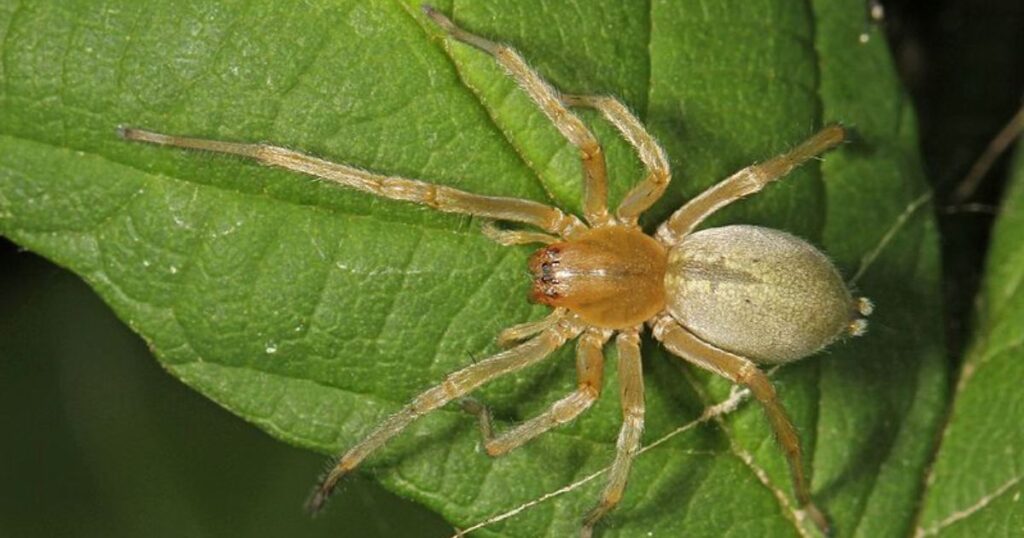 Yellow sac spider