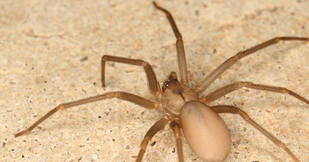 Brown Recluse