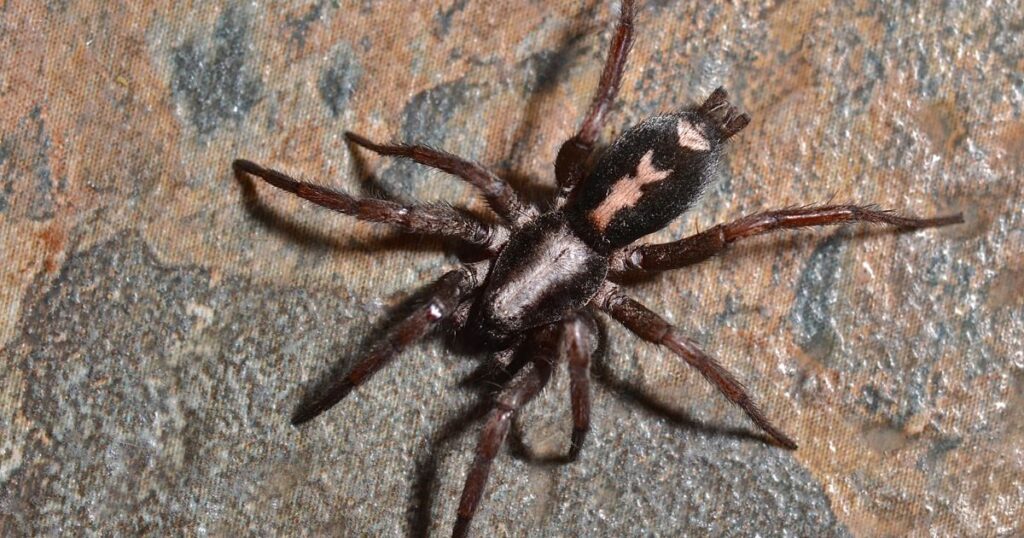 Parson spider