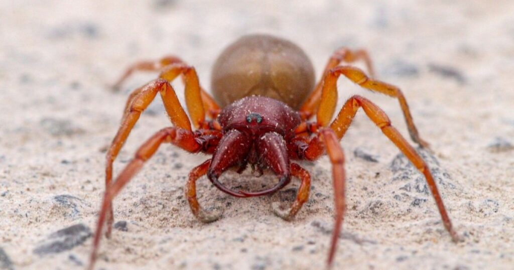 Woodlouse Spider (Dysdera crocata)