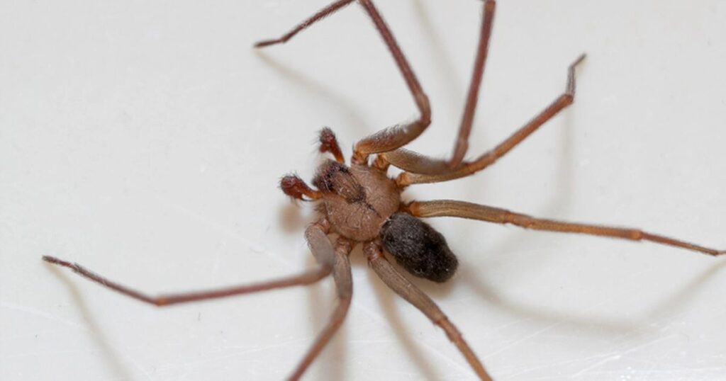 Arizona Brown Spider (Loxosceles arizonica)