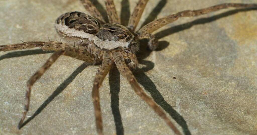 Fishing spider