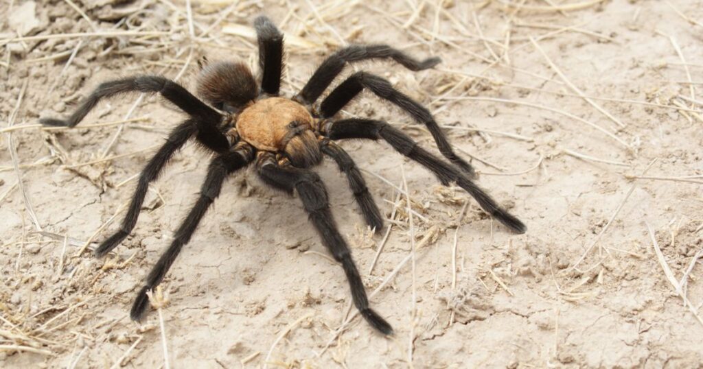 Brown tarantula