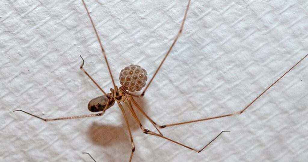 Cellar Spider (Pholcus manueli)