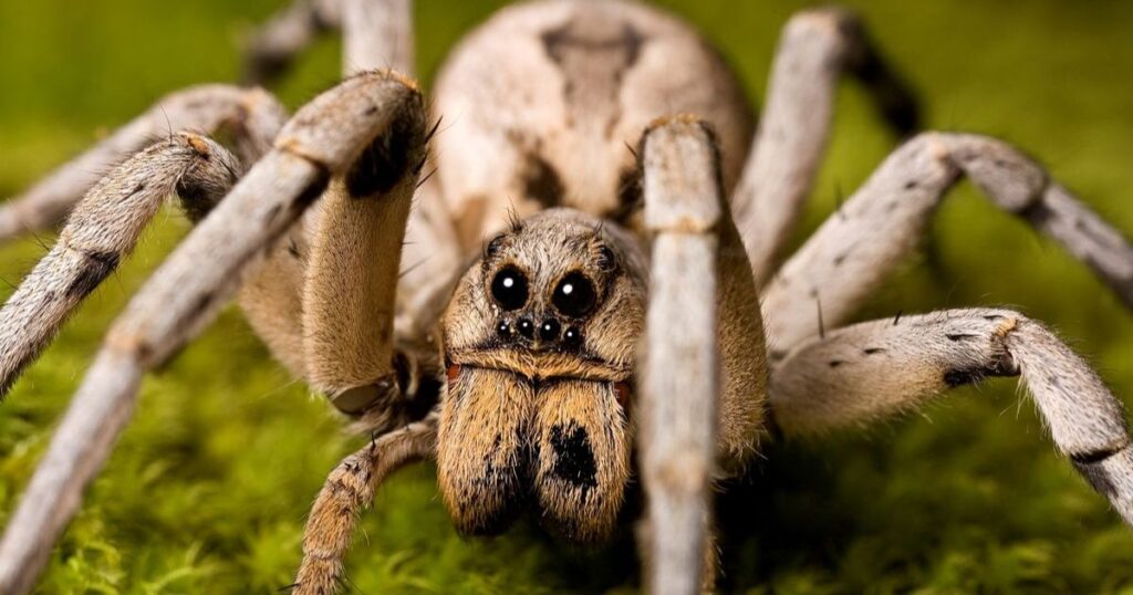 Wolf spider