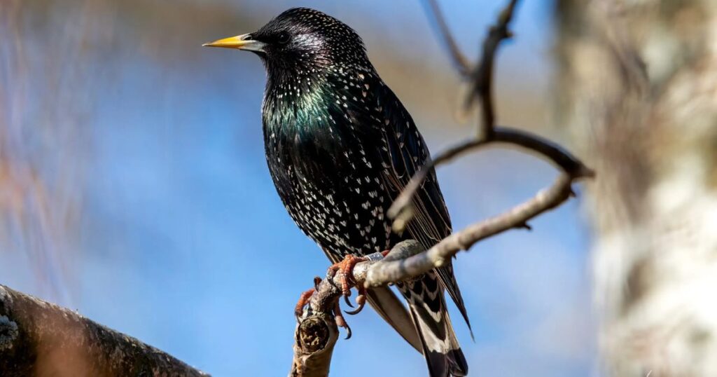 Nurturing Baby Starlings: A Step-by-Step Guide for Bird Lovers