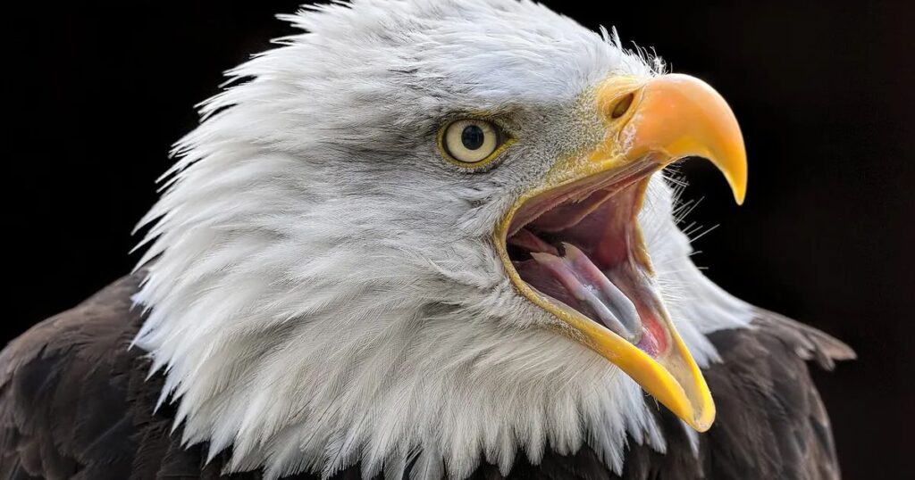 Do Birds Have Tongues? From Nectar-Sippers to Insect Hunters