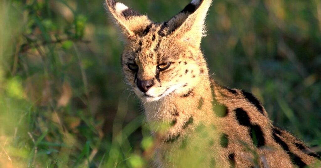 servals cat