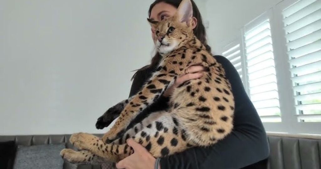 cats servals