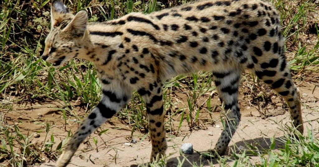 servals cats price