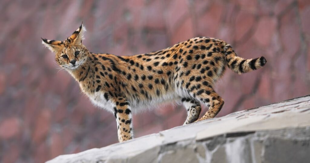 servals cat genetics