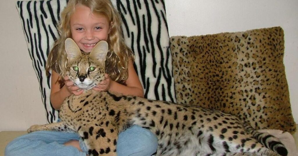 serval cats domestication