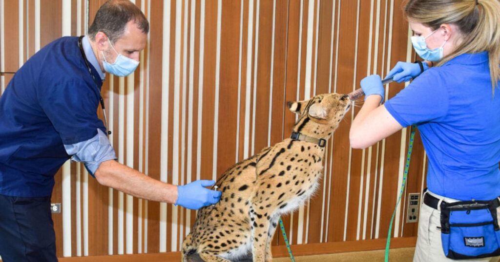 servals cats vaccination