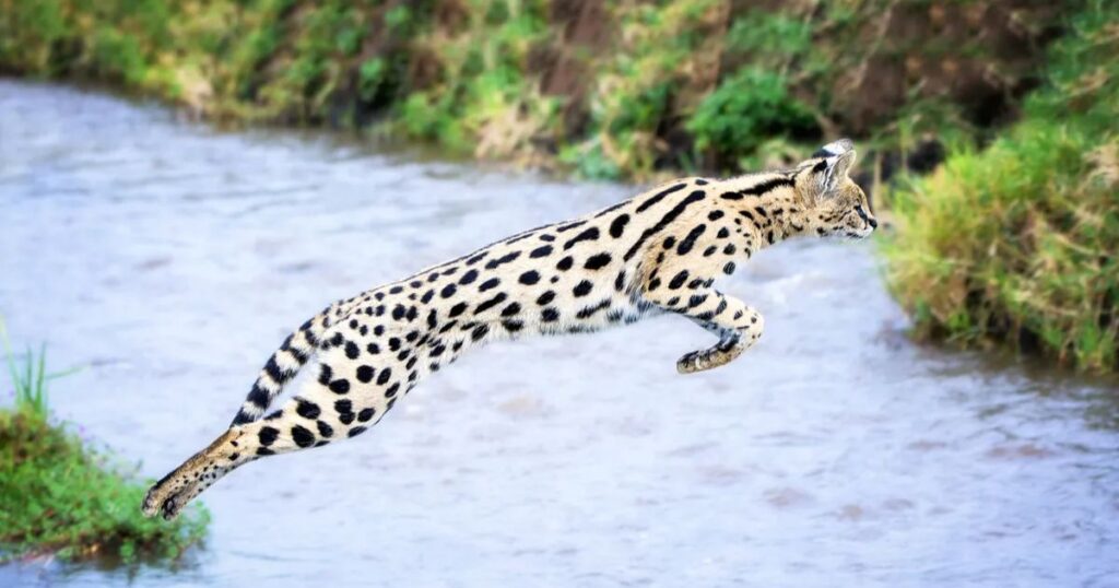 servals cats jumping