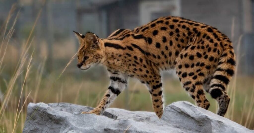 Risks of servals cats