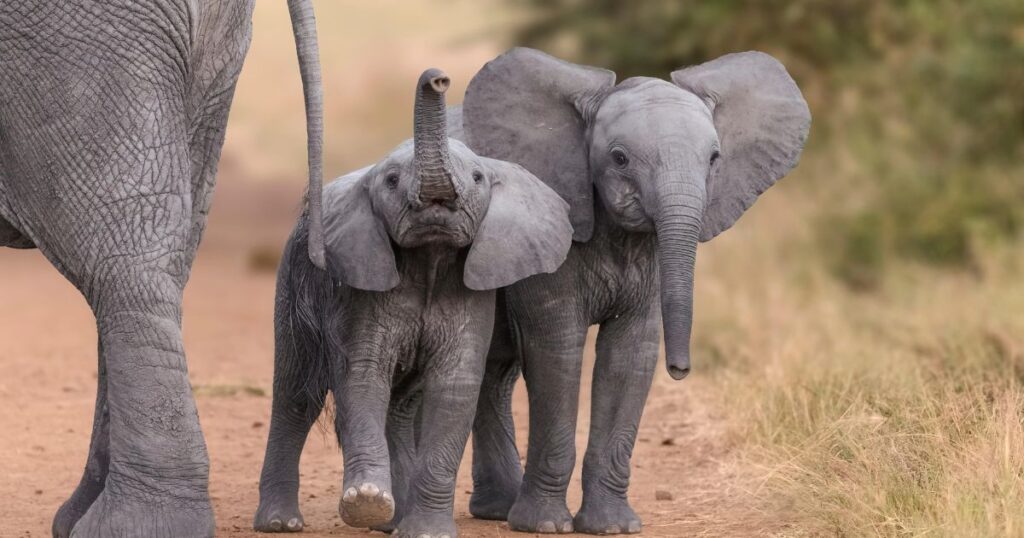 Elephant spirit animal