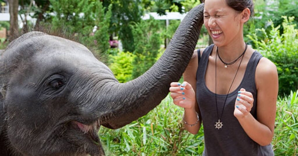 Elephant Slowing down