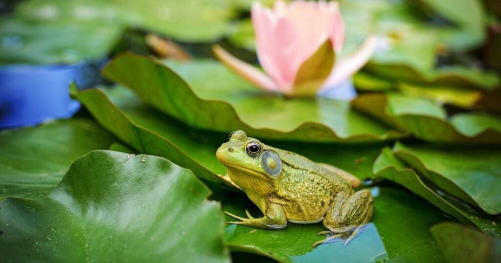 Frog spirit animal