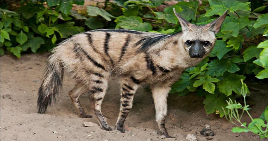 Aardwolf