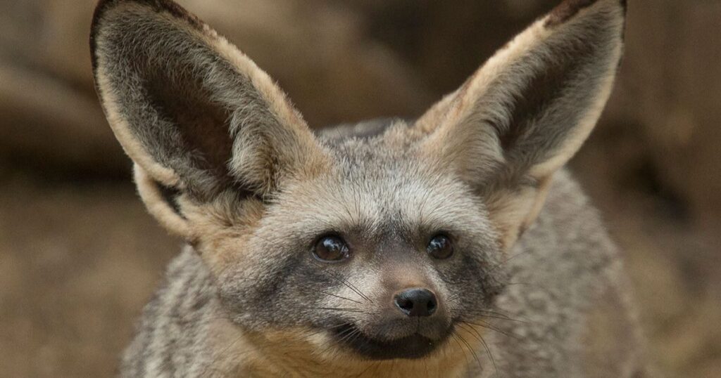 Bat-Eared Fox