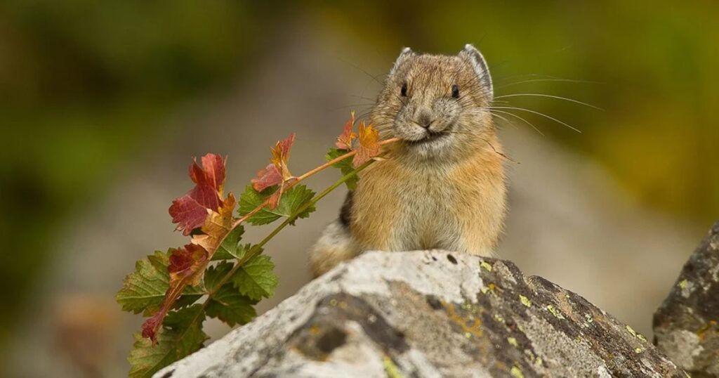 Ili Pika