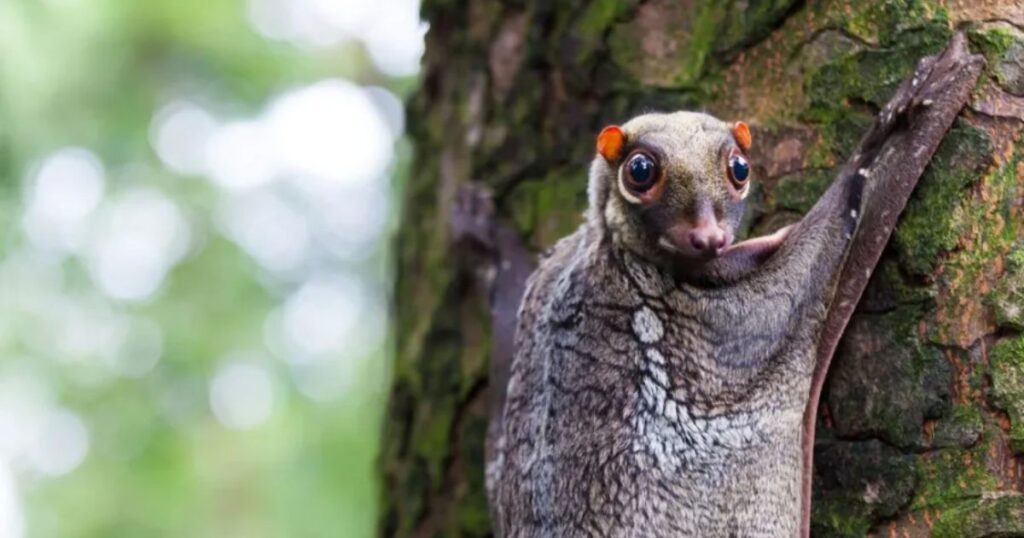 Sunda Colugo