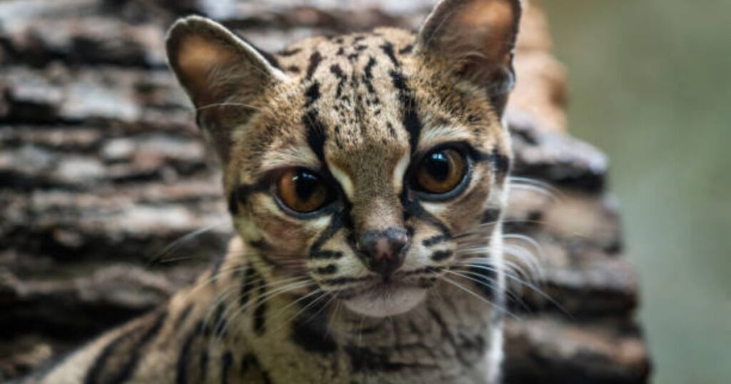 Margay