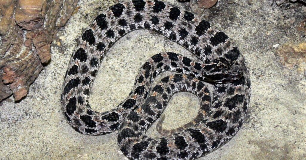 pygmy rattlesnake