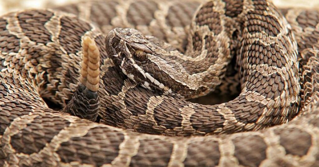 Massasauga snake