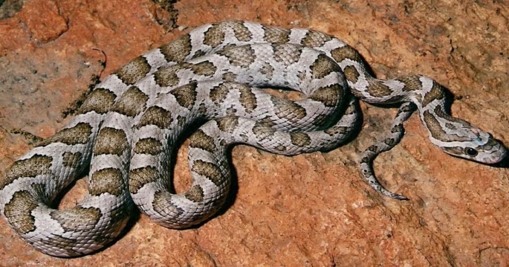 Great plain rat snake