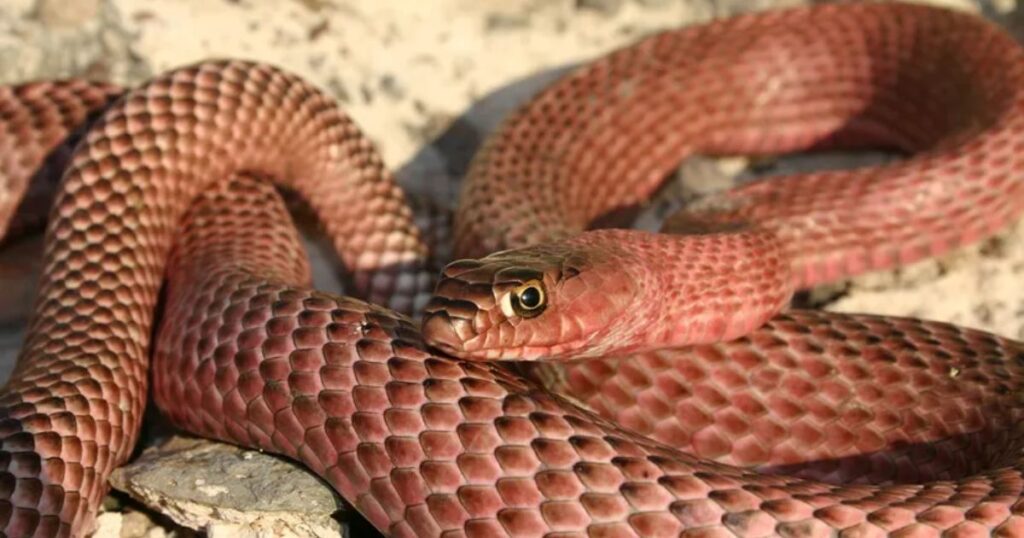 coachwhip snake