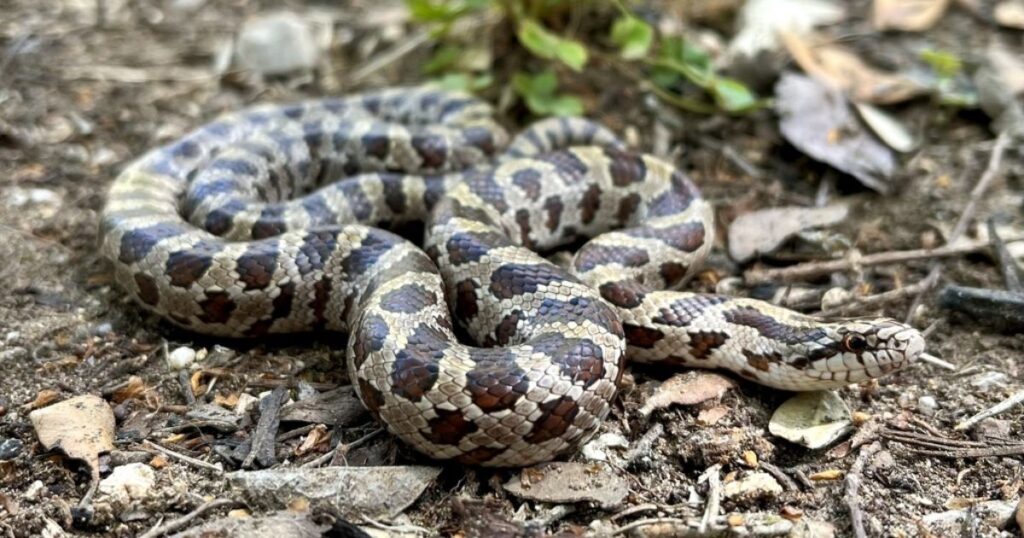 prairie king snake