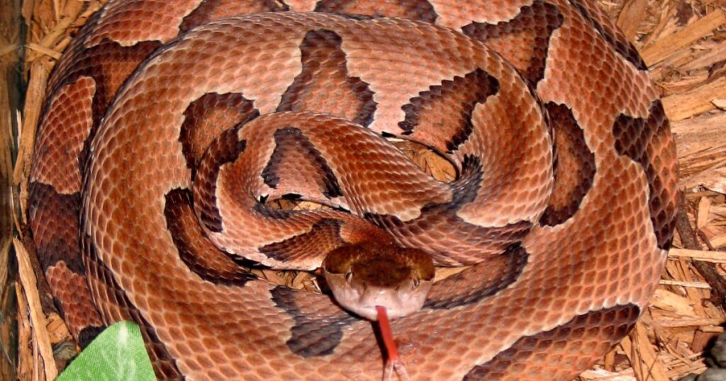 copperhead